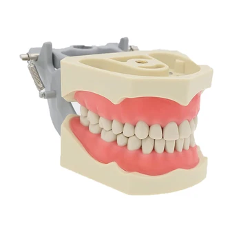Zubné Typodont Model S 32 Vymeniteľné Zuby Kompatibilný s Columbia Zuby Fit Licenčné Skúšky učiteľské Študijné CDCA